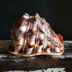 Bull Mouth Shell Cypraecassis Rufa 5.5" Sea Ocean Beach Decor Collectors Shell